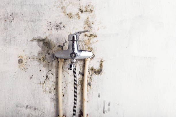 Best Residential Mold Remediation in Nett, MO