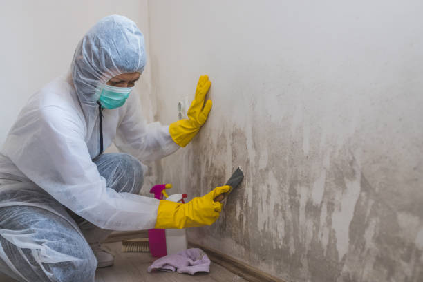 Best White Mold Remediation in Nett, MO