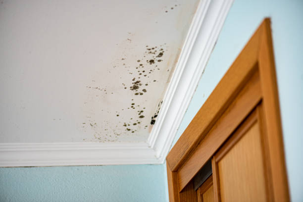 Best White Mold Remediation in Nett, MO