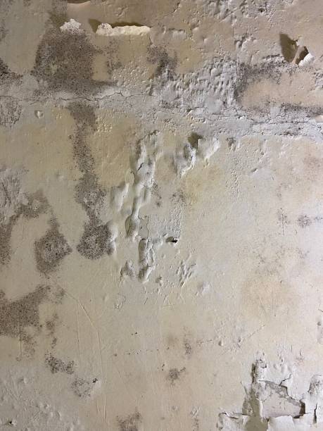 Best Commercial Mold Remediation in Nett, MO