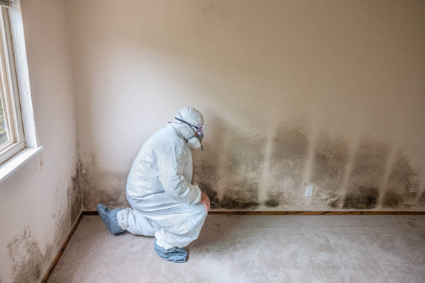 Best Post-Flood Mold Remediation in Nett, MO