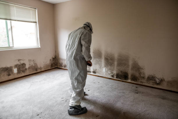 Best Commercial Mold Remediation in Nett, MO