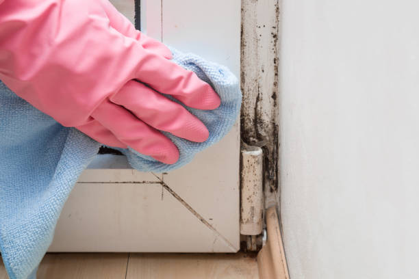 Best Bathroom Mold Remediation in Nett, MO