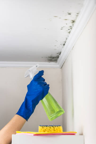Trusted Monett, MO Mold Remediation Experts