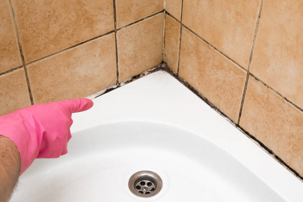 Best HVAC Mold Remediation in Nett, MO